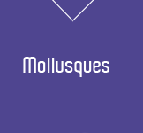 Molusques et crustacés