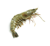 Crevettes